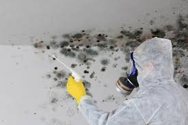 Best Basement Mold Removal in West Belmar, NJ